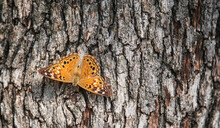 Hackberry Emperor Butterfly (Asterocampa Celtis) Basking On Tree Bark On A Sunny Autumn Day.  