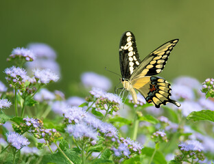 Wall Mural - Giant Swallowtail butterfly (Papilio cresphontes) feeding on Blue Mistflowers in the garden. Copy space.