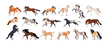 Horses Set. Different Thoroughbred Stallion Breeds During Gallop, Trot, Walk, Rearing, Racing And Running. Equine Animals Gaits. Realistic Flat Vector Illustrations Isolated On White Background