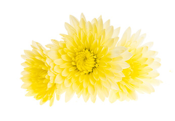 Wall Mural - yellow chrysanthemum isolated