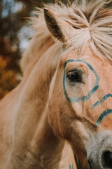 Wall Mural - Fjord horse close-up with blue paint on his face in autumn