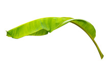 Green Banana Leaf Isolated On White Background