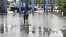 Lonely Stray Dog On Street In Rain