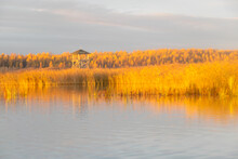 Wooden Lookout Tower, Golden Hour In Swamp Lake, Lakeside Reeds And Birch Grove In Reflection Of Water Surface With Reflections In Calm Water, Autumn
