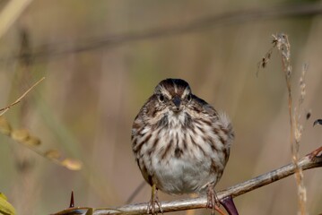 Wall Mural - Closeup of the common reed bunting, Emberiza schoeniclus perched on the branch.