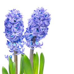 Poster - Two blue flowers hyacinthes with green leaves in PNG isolated on transparent background