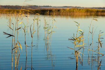 Wall Mural - golden hour in a swamp lake, reeds in the foreground, reflections on the surface of the water, reflections in calm water, autumn
