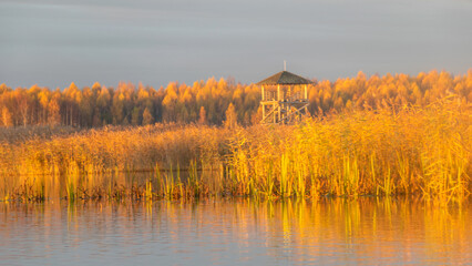 Wall Mural - wooden lookout tower, golden hour in swamp lake, lakeside reeds and birch grove in reflection of water surface with reflections in calm water, autumn
