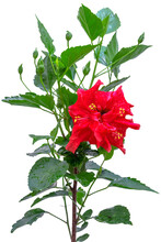 Plant Et Fleur D’hibiscus Rouge, Fond Blanc 