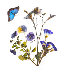 Wall Mural - beautiful blue pressed and dried flowers and butterfly.