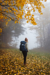 Wall Mural - hiking in autumn forest. woman with backpack trekking in foggy nature