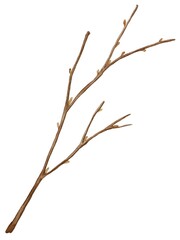 tree branch watercolor botanical illustration