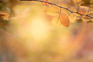 Nature of autumn leaf in garden at summer. Natural autumn leaves plants using as spring background cover page gold environment wallpaper