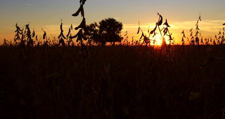 Wall Mural - Walk through a ripe soybean field at sunset, beautiful landscape rural scene with a big tree in the middle of an agricultural field, slow motion