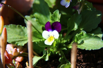 Wall Mural - Viola tricolor