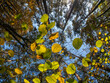 Jesienny las, liście i korony drzew