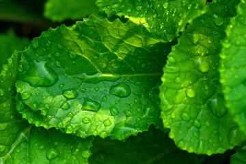 Wall Mural - Green leaves in raindrops.Watering the garden. Humidification of flowers. Rainy weather.