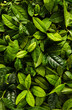 © Michael Marquand - Tea Leaves