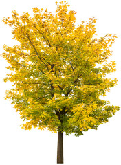 Wall Mural - png maple tree in autumn yellow red autumnal leaves