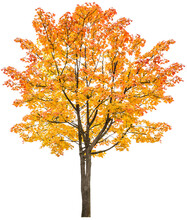 PNG Autumn Maple Tree Yellow Red Autumnal Leaves