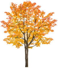 PNG Autumn maple tree Yellow red autumnal leaves