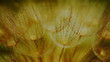 Inflorescence of dandelions in the rays of the sun. Graphic wallpaper in the form of a cross-stitched picture. Vector.