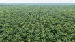 Aerial view, directly above a palm oil plantation in Malaysia. Kilometers of monoculture landscape, the coast of Malaysia on the strait of Malacca. Panorama view of palm oil plantation. Agriculture