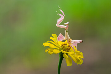 Wall Mural - A pink orchid mantis hymenopus coronatus lifting up its legs to the air while standing on a yellow flower with bokeh background 