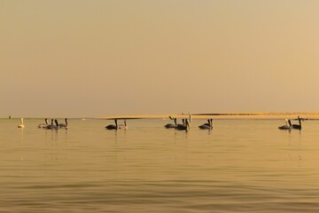 Poster - Beautiful view of ducks swimming in the lake.