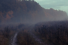 The Road From The Field To The Misty Forest