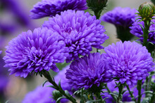 Chrysanthemum Purple Flowers Natural Background