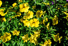 Large Group Of Vivid Yellow Petunia Axillaris Flowers And Green Leaves In A Garden Pot In A Sunny Summer Day