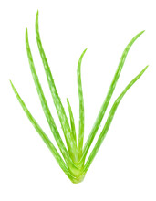 Green Fresh Aloe Vera Isolated On White Background With PNG. Nature Health Care Herb That Can Be Used For Cure Damage Skin.