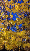 Pure Gold During The Blue Hour, Fall At Night, Mississauga, ON, Canada