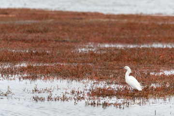 Snowy egret in the San Francisco Bay. Egretta thula