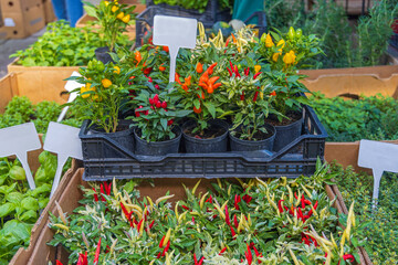 Poster - Chillies in Pots