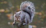 A grey squirrel perched on a fence post and looking at the camera against a defocused background. 