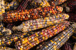 Organic corn, food background. Healthy food. Variegated corn. Sweet maize. Background. Close up.
