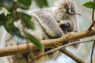 Sticker - Closeup of an adorable gray koala sleeping on the tree