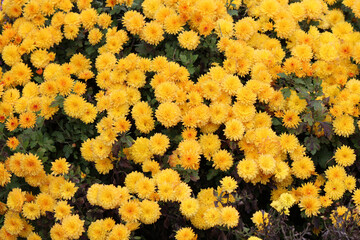 Wall Mural - flowers