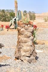 Wall Mural - joshua tree in the desert