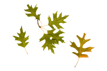 Wall Mural - isolated oak tree leaves at the beginning of fall