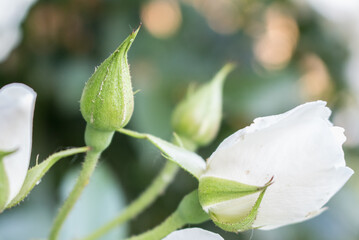 Poster - White roses