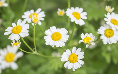 Poster - white chrysanthemum flowers..