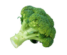 Broccoli Isolated On White Background With PNG.