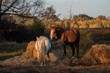 Fototapeta  - Konie przy sianie 