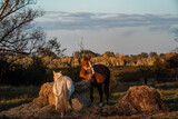Fototapeta  - Konie na wybiegu przy sianie