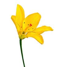 Yellow Lily Flower On A White