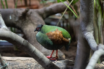 F>emale crested partridge