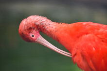 Red Flamingo Cleaning Himself